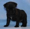 Adorable male and female pug ready now