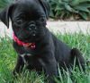 Pug Puppies Puppies Now Ready At $400