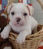 adorable pug puppies $400