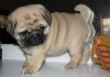 Adorable outstanding Pug puppies