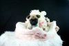Lovable Pug Puppies!!!financing Available!!!