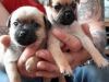 Chug Puppies For Sale