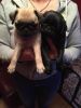 **Pug Puppies ready to go**