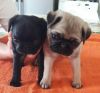 Stunning Pug Puppies-Male and Female