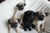 Adorable Pug puppy dogs ready for a new home