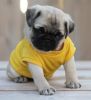Adorable Registered Pug Puppies