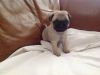 Pug puppies fawn