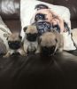 Registered Fawn Pug Puppies Swedish Lines