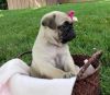 What A Pup!! This Is A Real Swet Pug Puppy
