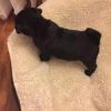 Reg Black Pug Female Puppy
