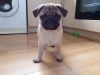Stunning Black/fawn Pug Puppies For Sale