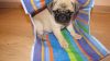 Kc Registered Pug Puppies Ready Now