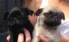 Best Black And Fawn Pug Puppies Available