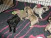 adorable pug puppies for a good home