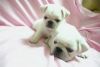 Cute White Pugs Puppies Text..(xxx) xxx-xxx5