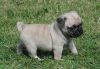 Registered Fawn Pug Puppies