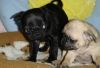Adorable Pug Puppies Ready To Go Now