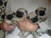 Purebred Pug Puppies Available!!!