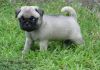 Fawn Pug Pups For Sale