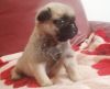 Pug puppies available for sale $400