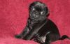 Lovely Pug Puppies Available For Sale Now