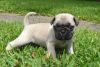 2 Stunning Male & Female Pug Puppies Available.
