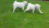 Rare Kc Registered White Puppies Ready Now!