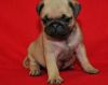 Pug Puppies For Sale Home Raised