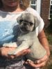 beautiful pug puppies for lovely homes
