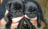Beautiful black pug puppies, to a wonderful home