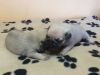 pug puppy available for lovely homes
