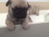 pug pups ready for adorable homes