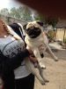 male and female pug puppies ready now