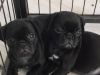 lovely pug puppies ready now