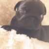 pug puppies for lovely homes