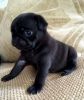 black pug puppies for sale.