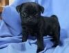 pug puppies for sale.