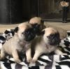 fantastic pug puppies ready now