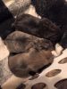 3-female pug puppies