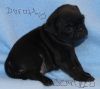 lovely pug puppies available