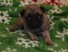 top level pug puppy available