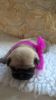 Lovely Pug Puppies For Lovely Homes