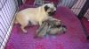 Pug Pups Available