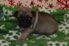 Maverlous Pug Puppies For Lovely Homes