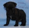 Cute Pugs Puppies For Lovely Homes