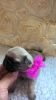 Pug Puppy Available