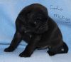Amzing Pug Puppies For Lovely Homes