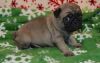 Pug Puppies For Lovely Homes