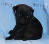 Pug Puppies For Adorable Homes