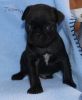 Top Level Pug [puppies For Lovely Homes
